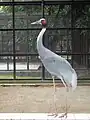 Sarus crane at Bangladesh National Zoo