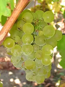 Sauvignon blanc