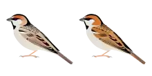 Sandy and reddish males of two subspecies