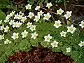 Saxifraga decipiens