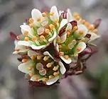 Flower of Saxifraga nivalis showing basifixed anthers