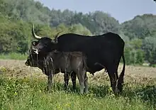 a dark-coloured cow with a greyish calf