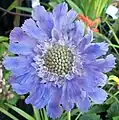 Scabiosa africana at the Indigenous Plant Fair 2010