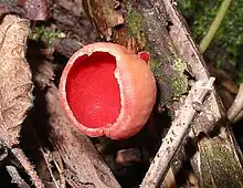 The cup fungus Sarcoscypha austriaca