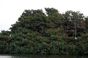 Roosting scarlet ibis (Eudocimus ruber)