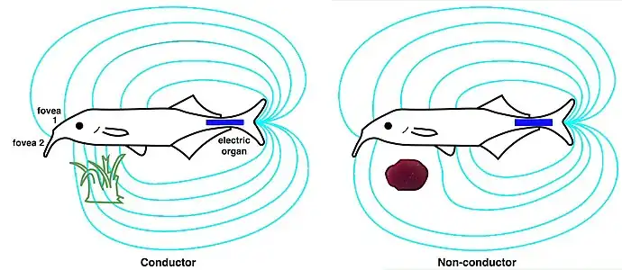 For the elephantfish, the electric organ in the tail (blue) generates an electric field (cyan). This is sensed by electroreceptors in the skin, including two electric pits (foveas) to actively search and inspect objects. Shown are the field distortions created by two different types of objects: a plant that conducts better than water (green) and a non-conducting stone (brown).