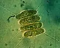 Scenedesmaceae under a light microscope