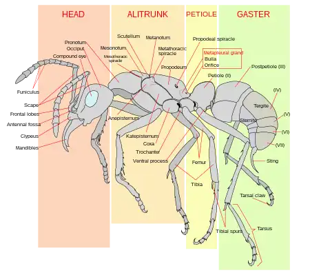 A diagram showing the names of the different sections of a typical ant's body. Note that the petiole in this "typical ant" is in front of the gaster, rather than under it.