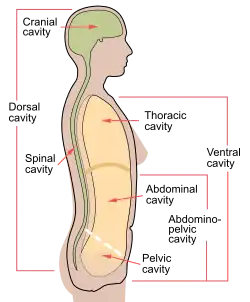 Lateral projection of the human body cavities, with the line separating the abdominal and pelvic cavities shown.