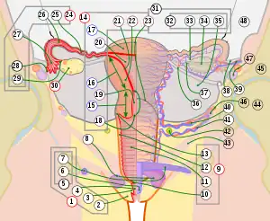 A schematic of the female reproductive system with a frontal view