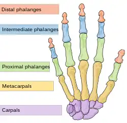 Human hand anatomy