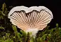 Schizophyllum commune in the Santa Cruz Mountains of California