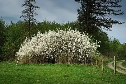 Blackthorn shrub in the Vogelsberg