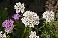 Iberis umbellata or candytuft (racemose corymb)