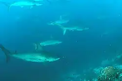 School of scalloped hammerheads at Wolf Island in the Galapagos Islands