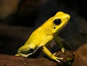 a yellow frog with black eyes