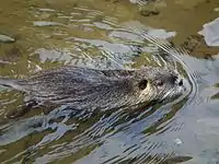 Coypu (Rodentia)