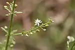 Scoparia dulcis, near F.Cl. de Patako, Senegal