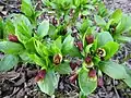 Fresh young foliage and abundant flowers of a mature specimen in Spring. Cultivated plant, arboretum in southern Finland.