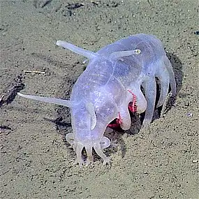 The sea pig, a deep water sea cucumber, is the only echinoderm that uses legged locomotion.