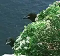 Cochlearia officinalis on Bear Island, Norway