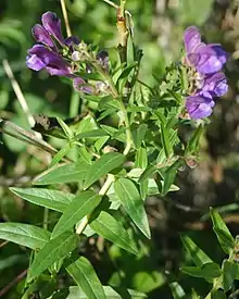 Baikal Skullcap, one of the "50 fundamental herbs" of Chinese herbology