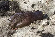 Out of water at low tide near Morro Bay