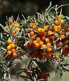 Seabuckthorn berries, Nubra valley, Ladakh