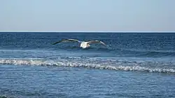 Seagull over wave in Sunset Beach