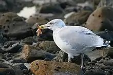 American herring gull eating a starfish