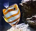 Copperband butterflyfish, Chelmon rostratus