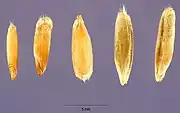 Different types of grains