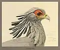 Secretary bird