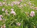 A field with crownvetch