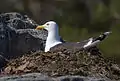 Gull hatching eggs in Pälkäne, Finland