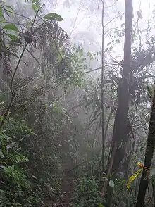 Rainforest