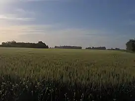 Picture showing the landscape of the Pampas which is mostly a flat grassland