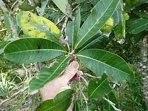 Foliage