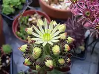 Sempervivum pittoni