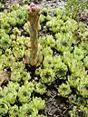 Sempervivum tectorum boutignyanum in flower