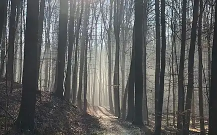 Winter light in the Sonian Forest