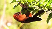 Juan Fernández Firecrown