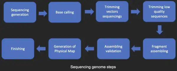 Image: 450 pixels Sequencing analysis steps