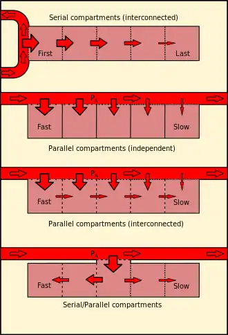 Diagram comparing serial (interconnected), parallel (independent), parallel (interconnected) and combined series-parallel tissue compartment models