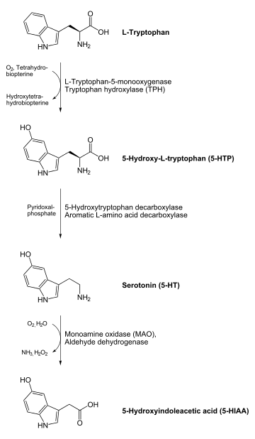  On top an L-tryptophan molecule with an arrow down to a 5-HTP molecule. Tryptophan hydroxylase catalyses this reaction with help of O2 and tetrahydrobiopterin, which becomes water and dihydrobiopterin. From the 5-HTP molecule goes an arrow down to a serotonin molecule. Aromatic L-amino acid decarboxylase or 5-Hydroxytryptophan decarboxylase catalyses this reaction with help of pyridoxal phosphate. From the serotonin molecule goes an arrow to a 5-HIAA molecule at the bottom of the image. Monoamine oxidase catalyses this reaction, in the process O2 and water is consumed, and ammonia and hydrogen peroxide is produced.