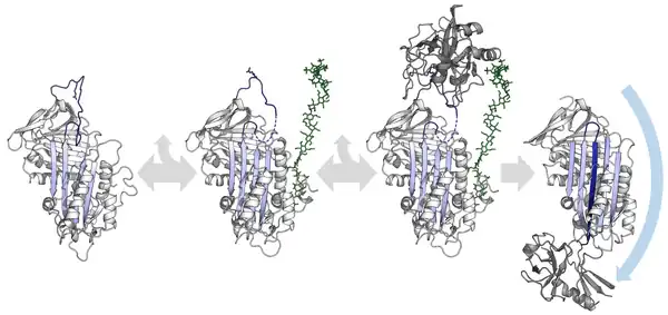  Diagram of serpin activation by heparin