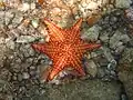 Unusual six armed specimen, Mosquito Pier, Vieques, Puerto Rico