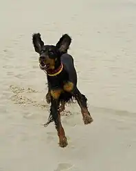 Gordon Setter running on the beach