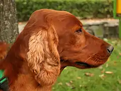 Red Irish Setter