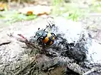 a burying beetle